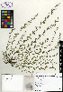  (Evolvulus convolvuloides - SCE003)  @11 [ ] CreativeCommons - Attribution Non-Commercial No Derivatives (2015) Sofia Carvajal Endara Charles Darwin Foundation