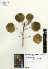  (Ipomoea pes-caprae - SCE008)  @11 [ ] CreativeCommons - Attribution Non-Commercial No Derivatives (2015) Sofia Carvajal Endara Charles Darwin Foundation
