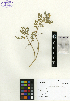  ( - SCE018)  @11 [ ] CreativeCommons - Attribution Non-Commercial No Derivatives (2015) Sofia Carvajal Endara Charles Darwin Foundation
