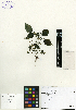  ( - SCE100)  @11 [ ] CreativeCommons - Attribution Non-Commercial No Derivatives (2015) Sofia Carvajal Endara Charles Darwin Foundation