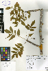  (Bursera graveolens - SCE105)  @11 [ ] CreativeCommons - Attribution Non-Commercial No Derivatives (2015) Sofia Carvajal Endara Charles Darwin Foundation