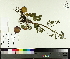  ( - TJD-002)  @11 [ ] CreativeCommons - Attribution Non-Commercial (2014) MTMG McGill University Herbarium