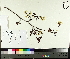  ( - TJD-006)  @11 [ ] CreativeCommons - Attribution Non-Commercial (2014) MTMG McGill University Herbarium