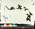  ( - TJD-007)  @11 [ ] CreativeCommons - Attribution Non-Commercial (2014) MTMG McGill University Herbarium