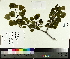  ( - TJD-008)  @11 [ ] CreativeCommons - Attribution Non-Commercial (2014) MTMG McGill University Herbarium