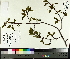  ( - TJD-010)  @11 [ ] CreativeCommons - Attribution Non-Commercial (2014) MTMG McGill University Herbarium