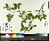  ( - TJD-014)  @11 [ ] CreativeCommons - Attribution Non-Commercial (2014) MTMG McGill University Herbarium