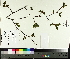  ( - TJD-016)  @11 [ ] CreativeCommons - Attribution Non-Commercial (2014) MTMG McGill University Herbarium