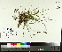  ( - TJD-032)  @11 [ ] CreativeCommons - Attribution Non-Commercial (2014) MTMG McGill University Herbarium