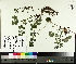  ( - TJD-066)  @11 [ ] CreativeCommons - Attribution Non-Commercial (2014) MTMG McGill University Herbarium