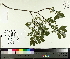  ( - TJD-069)  @11 [ ] CreativeCommons - Attribution Non-Commercial (2014) MTMG McGill University Herbarium