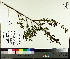  ( - TJD-071)  @11 [ ] CreativeCommons - Attribution Non-Commercial (2014) MTMG McGill University Herbarium