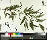 (Salix x fragilis - TJD-079)  @11 [ ] CreativeCommons - Attribution Non-Commercial (2014) MTMG McGill University Herbarium