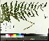  ( - TJD-478)  @11 [ ] CreativeCommons - Attribution Non-Commercial (2014) MTMG McGill University Herbarium
