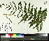  ( - TJD-478)  @11 [ ] CreativeCommons - Attribution Non-Commercial (2014) MTMG McGill University Herbarium