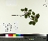 ( - TJD-207)  @11 [ ] CreativeCommons - Attribution Non-Commercial (2014) MTMG McGill University Herbarium