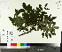  ( - TJD-340)  @11 [ ] CreativeCommons - Attribution Non-Commercial (2014) MTMG McGill University Herbarium