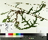  ( - TJD-348)  @11 [ ] CreativeCommons - Attribution Non-Commercial (2014) MTMG McGill University Herbarium