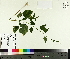  (Chenopodium simplex - TJD-382)  @11 [ ] CreativeCommons - Attribution Non-Commercial (2014) MTMG McGill University Herbarium