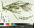  ( - TJD-383)  @11 [ ] CreativeCommons - Attribution Non-Commercial (2014) MTMG McGill University Herbarium