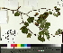  ( - TJD-386)  @11 [ ] CreativeCommons - Attribution Non-Commercial (2014) MTMG McGill University Herbarium