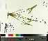  ( - TJD-398)  @11 [ ] CreativeCommons - Attribution Non-Commercial (2014) MTMG McGill University Herbarium