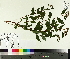  ( - TJD-416)  @11 [ ] CreativeCommons - Attribution Non-Commercial (2014) MTMG McGill University Herbarium