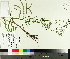  ( - TJD-432)  @11 [ ] CreativeCommons - Attribution Non-Commercial (2014) MTMG McGill University Herbarium