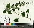  ( - TJD-434)  @11 [ ] CreativeCommons - Attribution Non-Commercial (2014) MTMG McGill University Herbarium