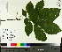  ( - TJD-453)  @11 [ ] CreativeCommons - Attribution Non-Commercial (2014) MTMG McGill University Herbarium