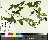  ( - TJD-463)  @11 [ ] CreativeCommons - Attribution Non-Commercial (2014) MTMG McGill University Herbarium