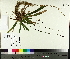  ( - TJD-549)  @11 [ ] CreativeCommons - Attribution Non-Commercial (2014) MTMG McGill University Herbarium