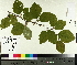  ( - TJD-551)  @11 [ ] CreativeCommons - Attribution Non-Commercial (2014) MTMG McGill University Herbarium