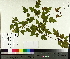  ( - TJD-557)  @11 [ ] CreativeCommons - Attribution Non-Commercial (2014) MTMG McGill University Herbarium