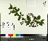  ( - TJD-558)  @11 [ ] CreativeCommons - Attribution Non-Commercial (2014) MTMG McGill University Herbarium