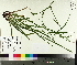  ( - TJD-561)  @11 [ ] CreativeCommons - Attribution Non-Commercial (2014) MTMG McGill University Herbarium