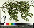  ( - TJD-564)  @11 [ ] CreativeCommons - Attribution Non-Commercial (2014) MTMG McGill University Herbarium