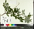  ( - TJD-573)  @11 [ ] CreativeCommons - Attribution Non-Commercial (2014) MTMG McGill University Herbarium