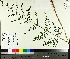  ( - TJD-574)  @11 [ ] CreativeCommons - Attribution Non-Commercial (2014) MTMG McGill University Herbarium
