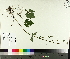  ( - TJD-598)  @11 [ ] CreativeCommons - Attribution Non-Commercial (2014) MTMG McGill University Herbarium