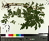  ( - TJD-608)  @11 [ ] CreativeCommons - Attribution Non-Commercial (2014) MTMG McGill University Herbarium