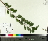 ( - TJD-624)  @11 [ ] CreativeCommons - Attribution Non-Commercial (2014) MTMG McGill University Herbarium