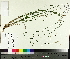  ( - TJD-632)  @11 [ ] CreativeCommons - Attribution Non-Commercial (2014) MTMG McGill University Herbarium