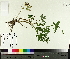  ( - TJD-639)  @11 [ ] CreativeCommons - Attribution Non-Commercial (2014) MTMG McGill University Herbarium