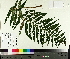  ( - TJD-643)  @11 [ ] CreativeCommons - Attribution Non-Commercial (2014) MTMG McGill University Herbarium