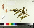  ( - TJD-645)  @11 [ ] CreativeCommons - Attribution Non-Commercial (2014) MTMG McGill University Herbarium