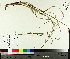  ( - TJD-694)  @11 [ ] CreativeCommons - Attribution Non-Commercial (2014) MTMG McGill University Herbarium
