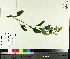  ( - TJD-699)  @11 [ ] CreativeCommons - Attribution Non-Commercial (2014) MTMG McGill University Herbarium
