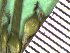  ( - TJD-116)  @11 [ ] CreativeCommons - Attribution Non-Commercial (2013) MTMG McGill Herbarium