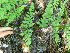  ( - TJD-485)  @11 [ ] CreativeCommons - Attribution Non-Commercial (2013) MTMG McGill Herbarium